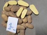 Литовский картофель желтый, красный / Прямо из Литвы - фото 3