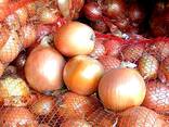 Лук - фото 2