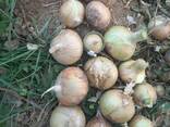Лук - фото 1