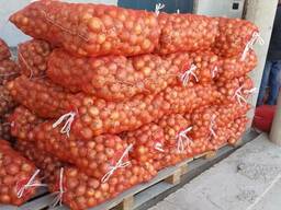 Лук репчатый