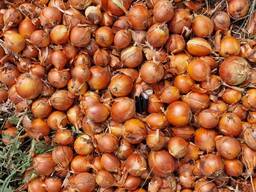 Лук репчатый, отличное качетво
