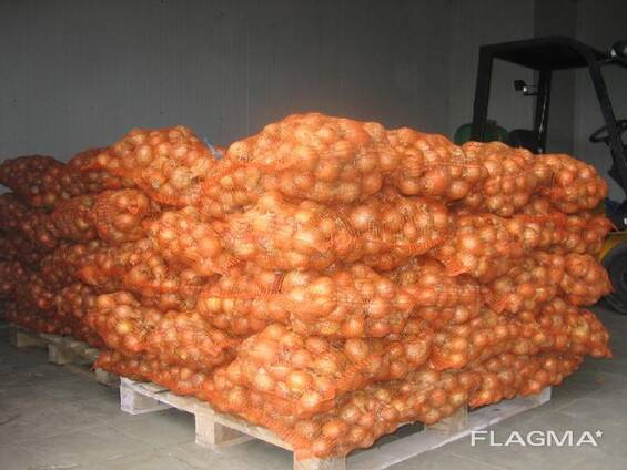 Лук свежий производитель Испания