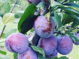 Молдавская слива