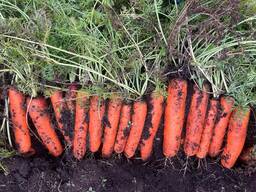 Морковь столовая свежая