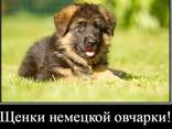 Наши немчурашки уже готовы перейти в ваш дом - фото 7