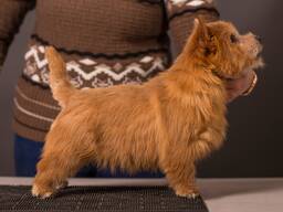 Норвич терьер