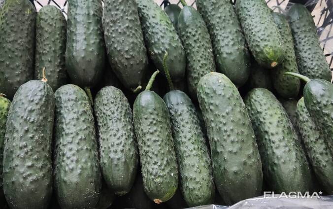 Огурец турецкий , экпорт