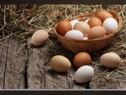 Oua de casa proaspete cantități mari