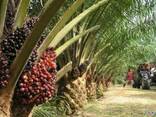 Пальмовое масло "Малазия" (Palm oil) - photo 1