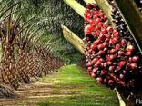 Пальмовое масло "Малазия" (Palm oil)