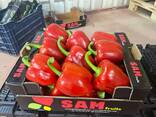 Перец свежий экспорт из Турции - фото 1