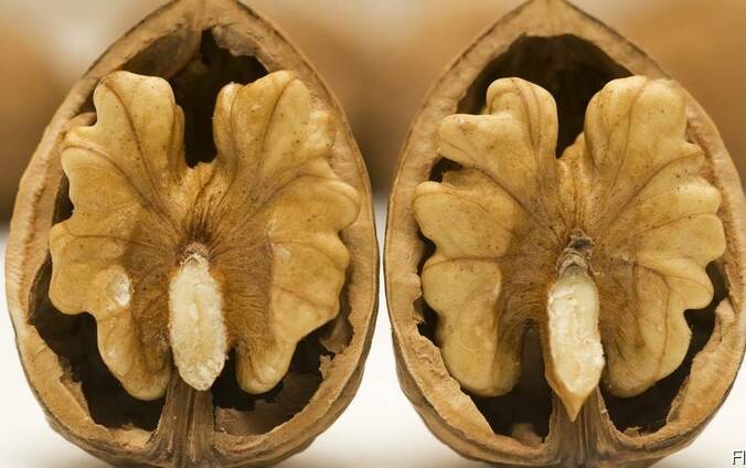 Переработка грецких орехов