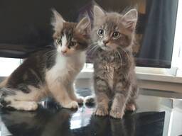 Pisicuțe Maine Coon de vânzare. Contactați-ne pe WhatsApp pentru detalii: 27848239748