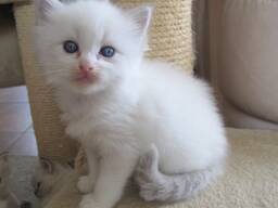 Pisicuțe Ragdoll crescute acasă. Contactați-ne pe WhatsApp pentru detalii: 27848239748