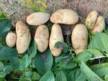Potatoes - photo 1