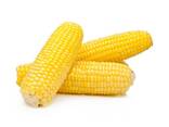 Premium Quality Natural Yellow Corn | Dried Yellow Corn Grains For sale - фото 2
