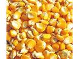 Premium Quality Natural Yellow Corn | Dried Yellow Corn Grains For sale - фото 3