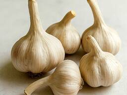 Продаем чеснок Любаша