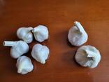 Продаем чеснок Любаша - photo 2