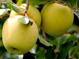 Продаем яблоки!