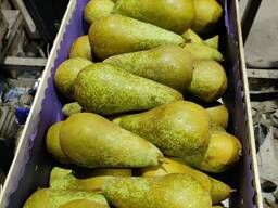Продам грушу из Польши