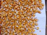 I will sell feed corn from 25,000 tons - фото 1
