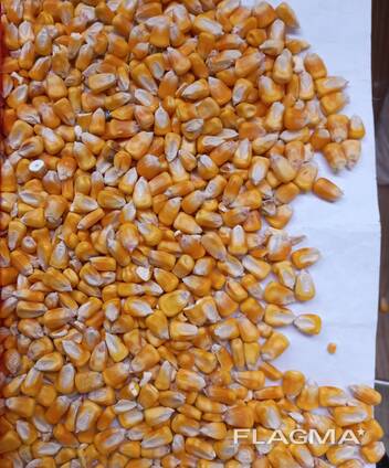 I will sell feed corn from 25,000 tons