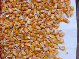 Продам кукурузу фуражную от 1000 т