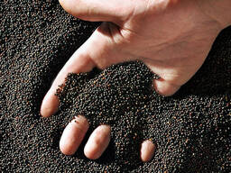 Продам кукурузу и зерно