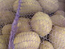 Продам оптом картофель