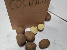 Продам оптом товарный картофель из Польши 5 сорта Tayfun, Oman, Jelu, Colombo и др