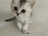 Продам шотландских котят - photo 2