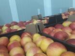 Продам яблоки Golden/Idared - фото 2