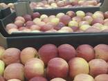 Продам яблоки Golden/Idared - фото 3