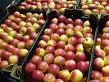 Продам яблоки из Польши - фото 10