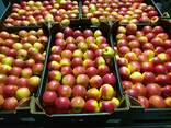 Продам яблоки из Польши - фото 11
