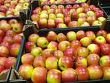 Продам яблоки из Польши - фото 12