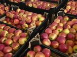 Продам яблоки из Польши - фото 15