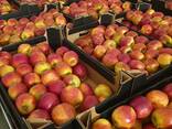 Продам яблоки из Польши - фото 16