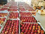 Продам яблоки с Польши - фото 3