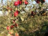 Продаём летние сорта яблока и сливы
