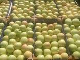 Продаю яблоки из Молдавии