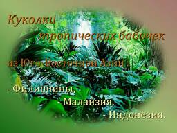 Продажа куколок тропических бабочек оптом, коконы бабочек.