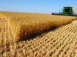 Пшеница - photo 3