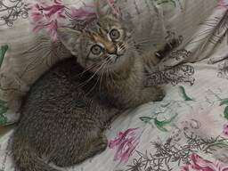 Пëстрая девочка