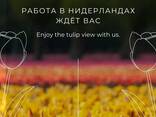 Работа, визы, внж во всей Европе для русско и англоговорящих - фото 2