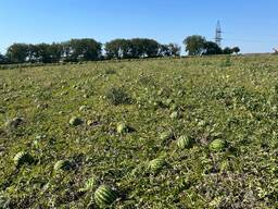 Se vând pepeni verzi