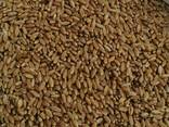 Selling 3000 tons of durum wheat. - фото 1