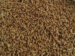 Selling 3000 tons of durum wheat.