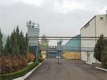 Семечка подсолнечника кондитерская - photo 8